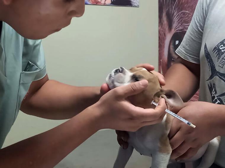 Clínica Veterinaria Gavet